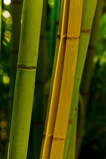 Close-up of bamboo on field