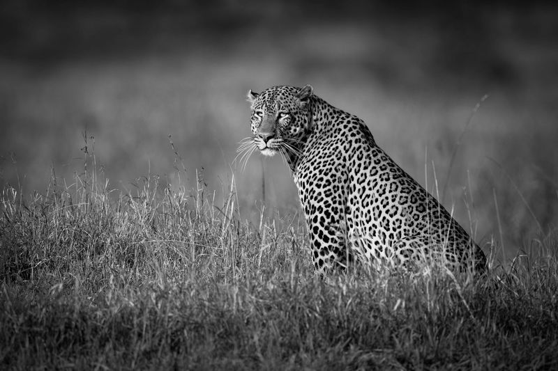 Mono leopard sits staring in long grass
