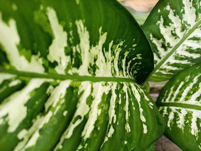 Full frame shot of fresh green leaves