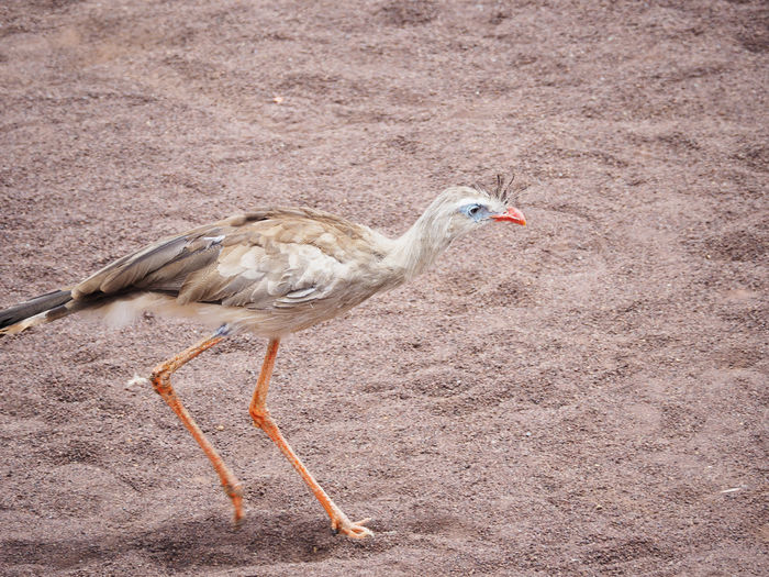Bird on rock