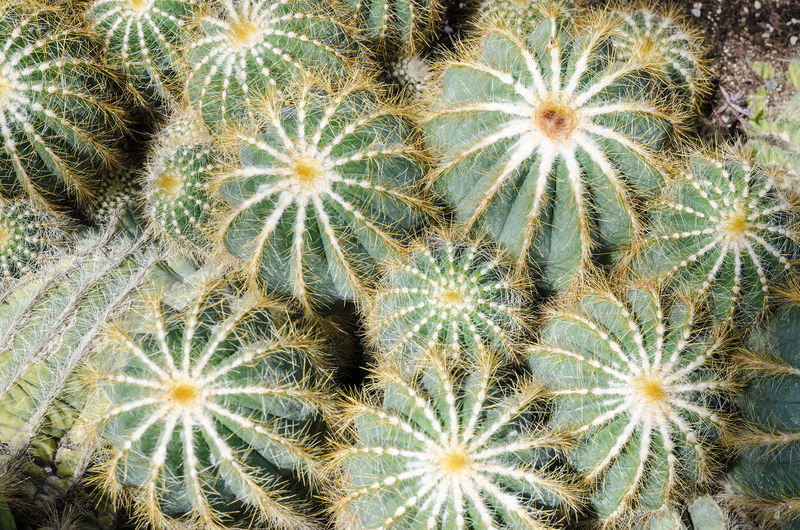 Full frame shot of succulent plant