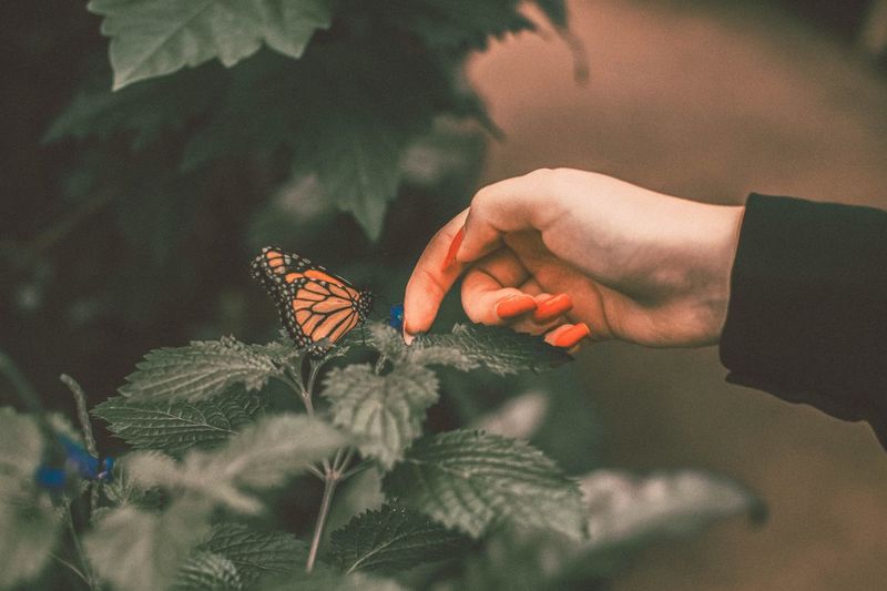 Cropped image of woman touching plant