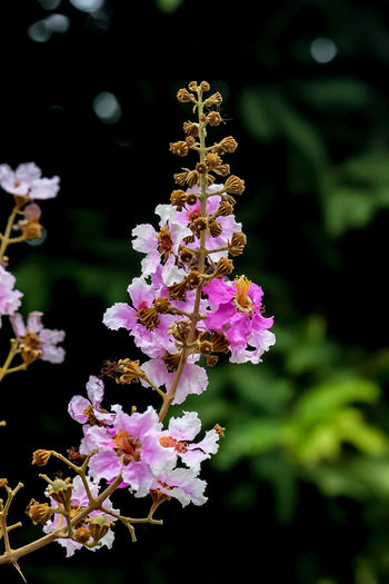 Close-up of pink flowers blooming outdoors