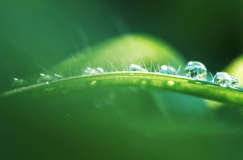 Macro shot of water drops on green leaves