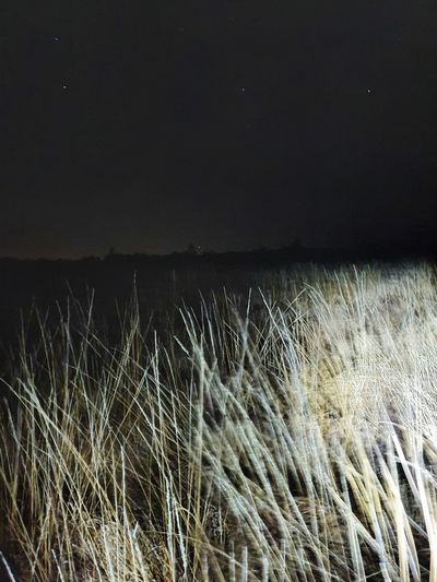 Crops growing on field against sky at night