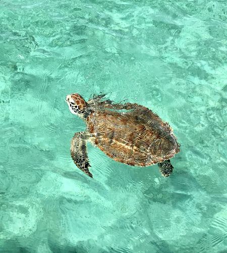 High angle view of turtle in swimming pool
