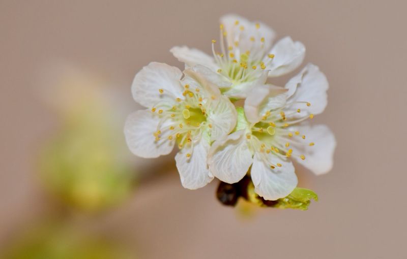 Close-up of white cherry blossom
