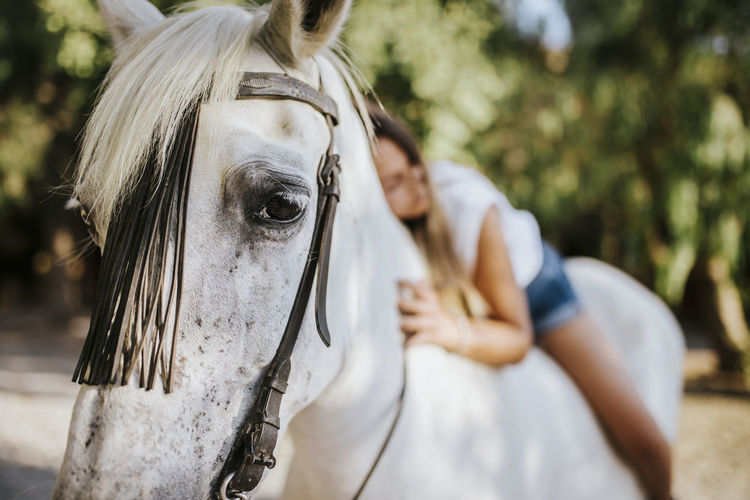 White horse looking a tcamera while carrying beautiful young woman