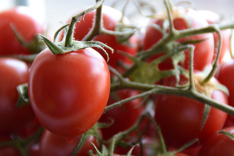 Close-up of tomatoes with stem