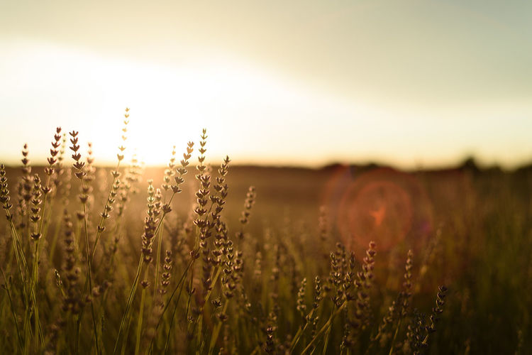 Lavender fields. summer sunset landscape in brihuega, guadalajara