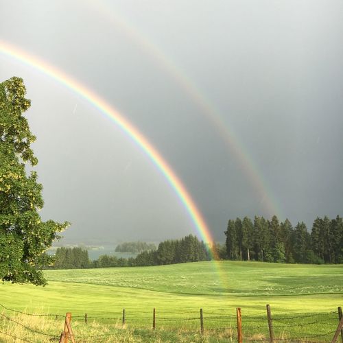 Rainbow over grassy field