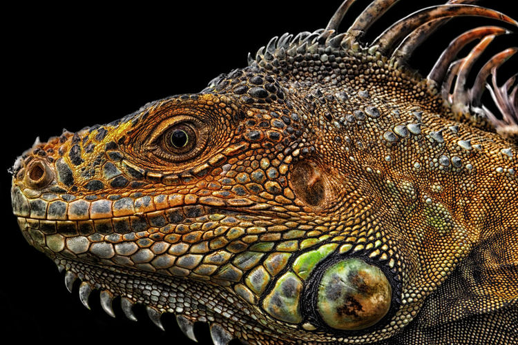 Close-up of bearded dragon against black background