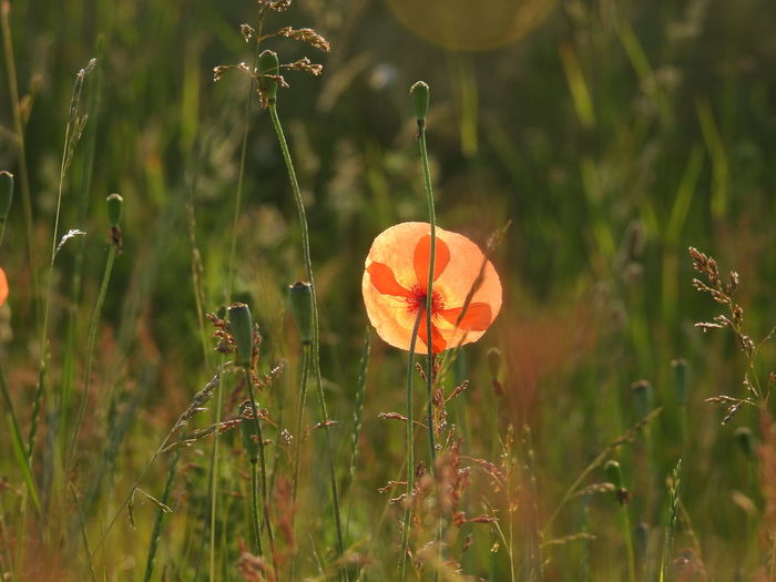 Close-up of poppy on field
