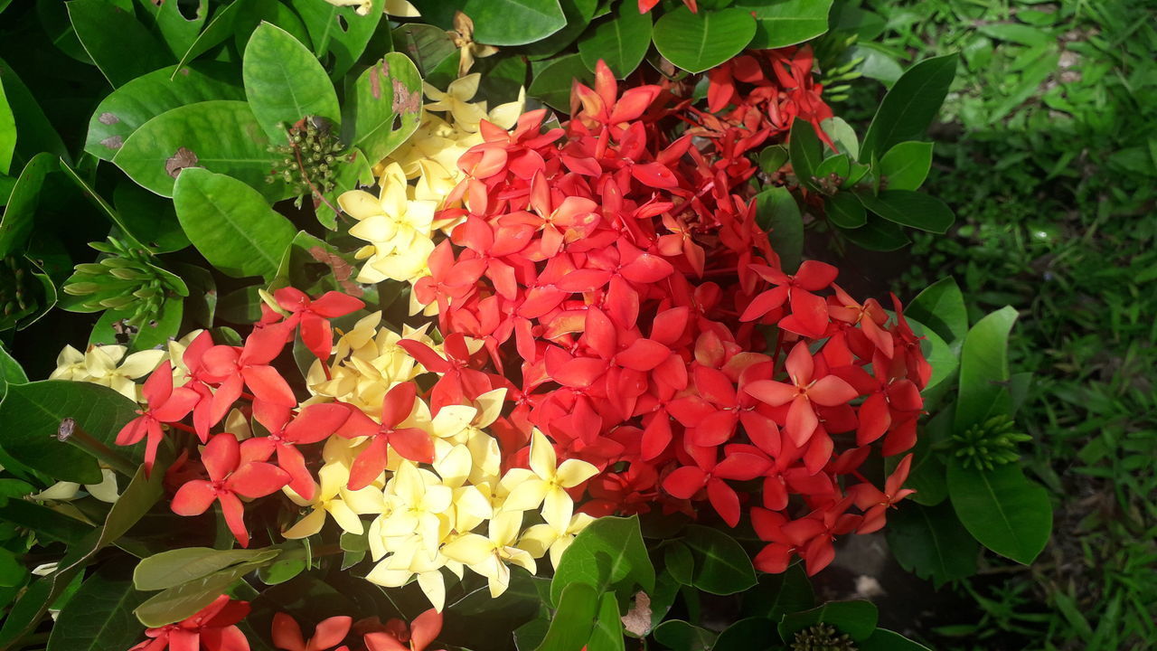 CLOSE-UP OF RED FLOWERS ON PLANT