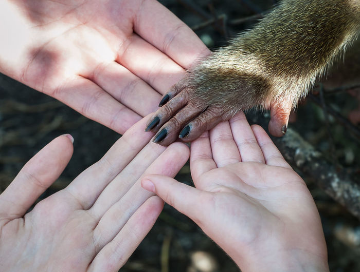 Close-up of people and monkey holding hands