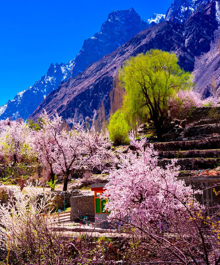 View of cherry blossom tree in mountains