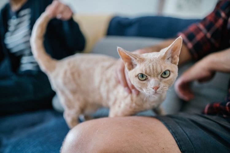 Close-up of hand holding cat sitting at home