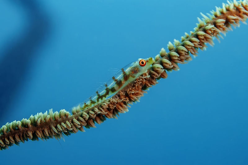 Pygmy goby is on soft coral on a blue background. this goby has a transparent body with dark spots. 