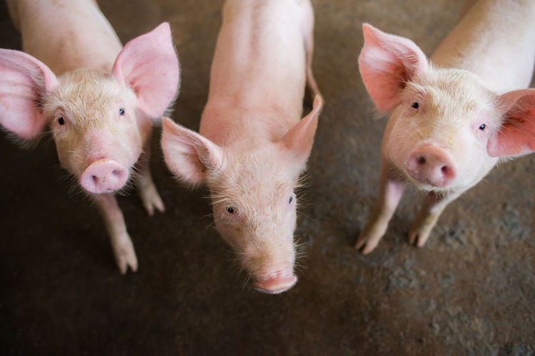 High angle view portrait of piglets on farm
