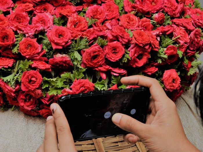 Hands of a woman clicking picture of a rose garden using mobile phone