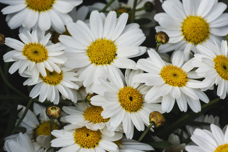 Close-up of white daisy flowers