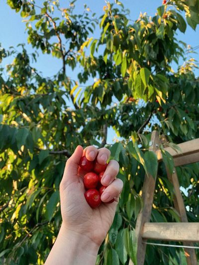 Cropped image of hand holding some cherries in front of tree