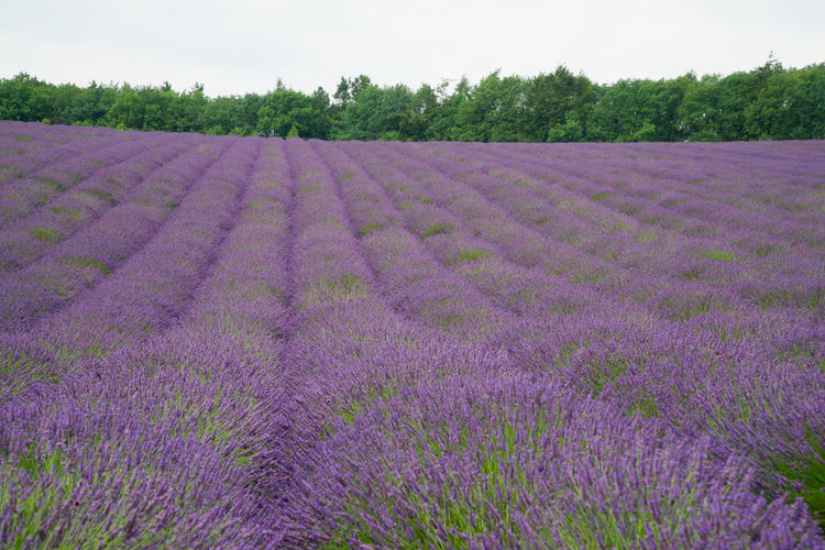 Purple flowering plants on field