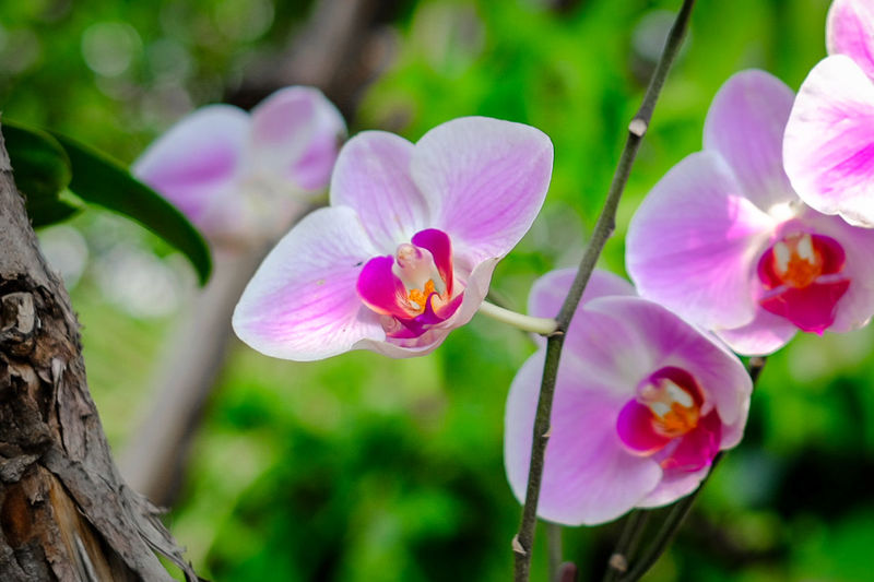 Close-up of pink orchids