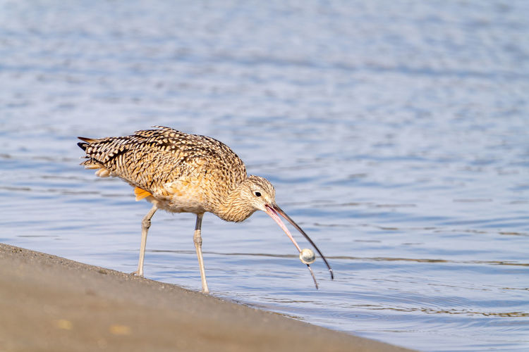 Close up of a long-billed curlew eating a clam.