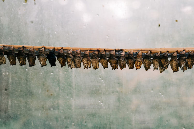 A line of butterfly cocoon chrysalis
