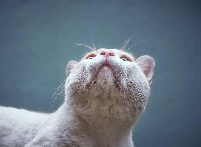 Closeup headshot of a grumpy looking domestic cat, looking upward. 