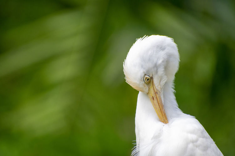 Close-up of a bird