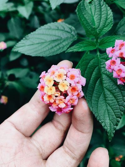 Close-up of hand holding flowering-wild-plant