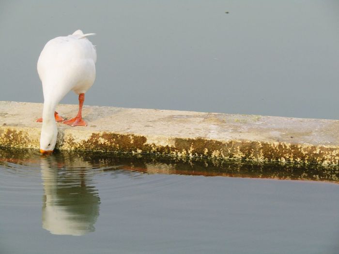 White bird on a lake