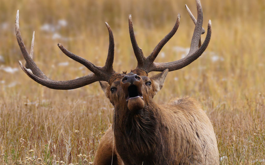 Elk bugling while sitting on land
