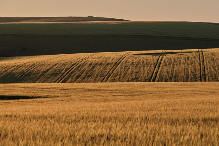Wheat fields on a sunny evening in the south downs national park with shadows onthe hills