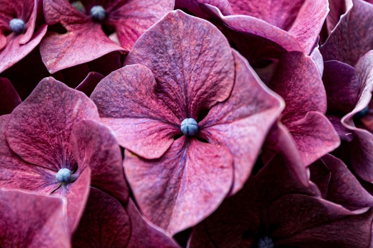Full frame shot of pink hydrangea
