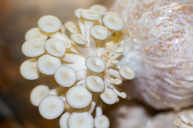 Oyster mushroom or pleurotus ostreatus as easily cultivated mushroom