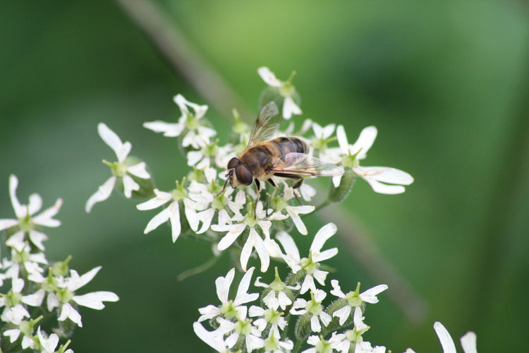 Close-up of wasp on white flower