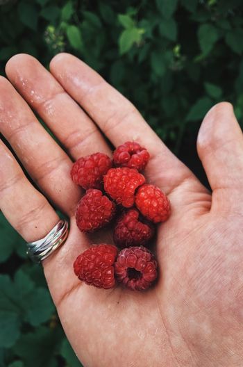 Cropped hand holding raspberries