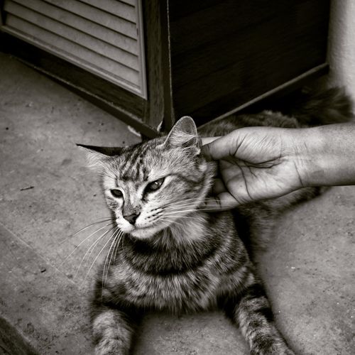 Cropped image of hand with cat