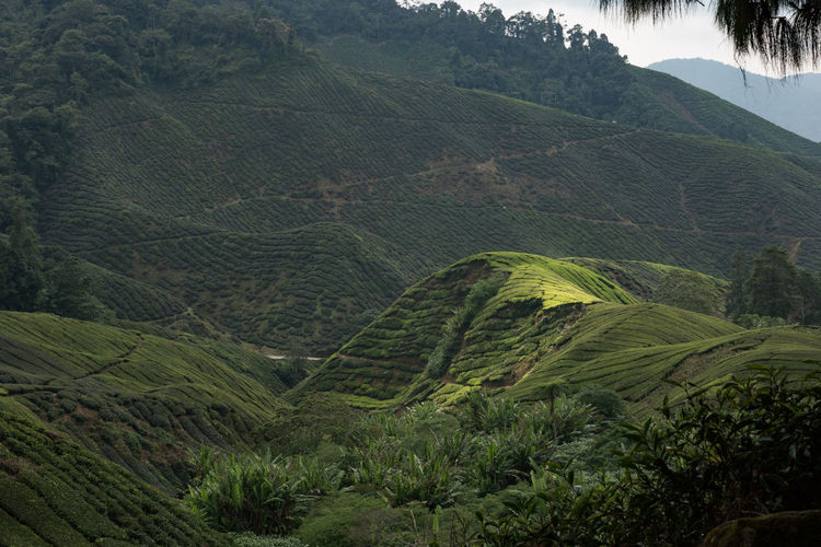 Scenic view of tea plantation in valley