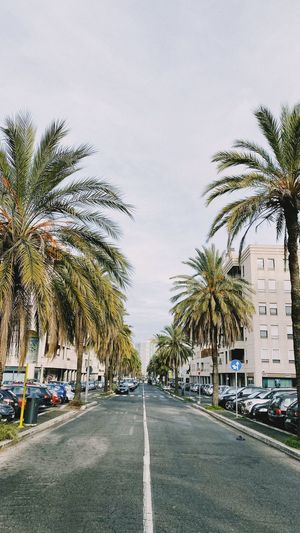 Palm trees by road in city against sky