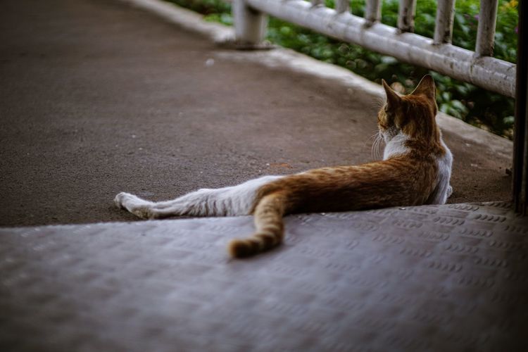 High angle view of a cat resting on footpath