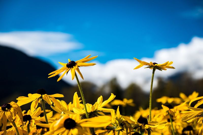 Close-up of yellow flowers blooming on field against blue sky