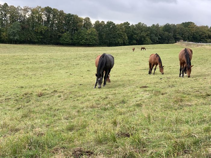 Horses grazing in a field