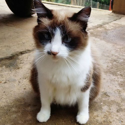 Close-up portrait of cat
