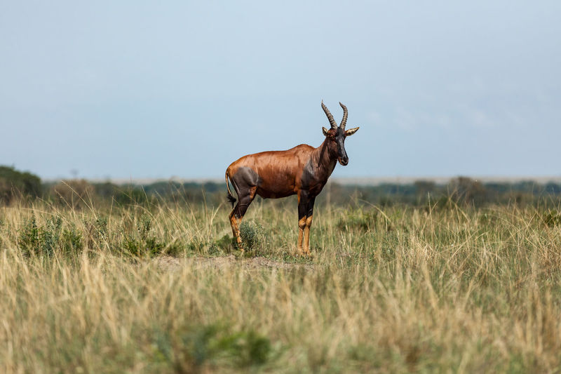 Antelope on field by clear sky