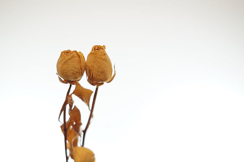 Close-up of dry roses against white background