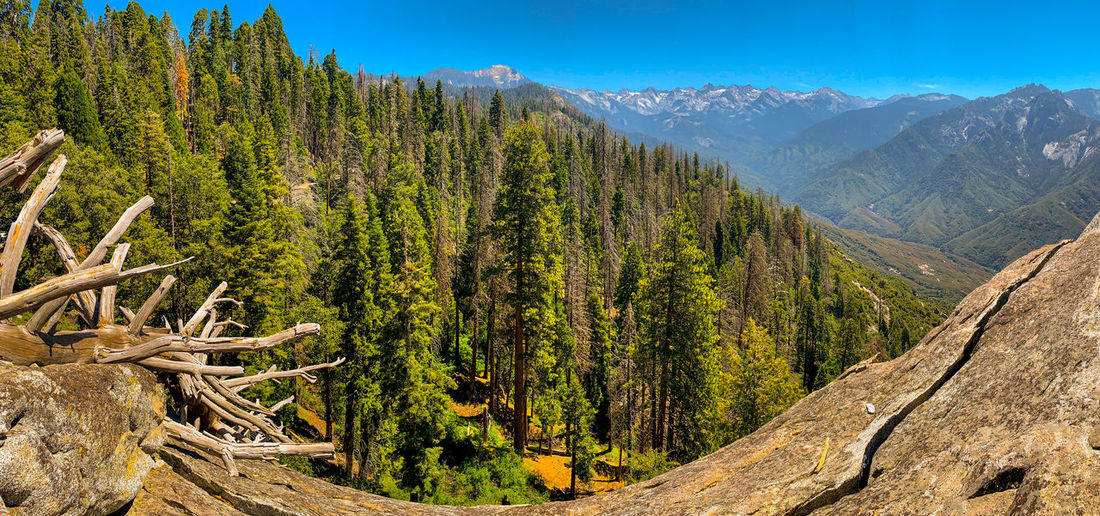 Sequoia national park in california